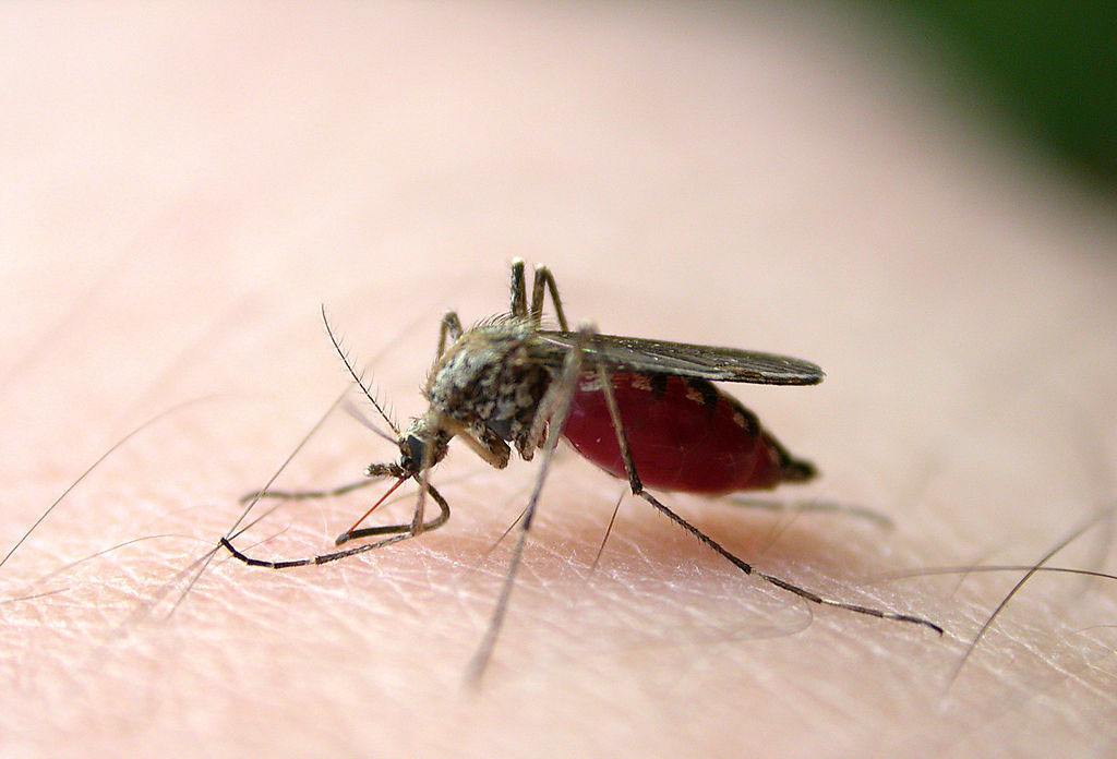 蚊子是瘧疾傳播的最主要途徑之一